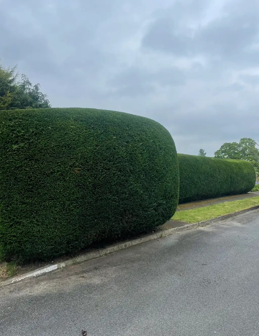 Fresh-trimmed-Hedge-trimmed
